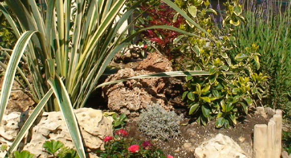 Rock Garden Photo